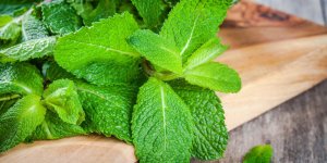 Comment utiliser la menthe poivree pour guerir un rhume ?