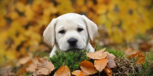Elle meurt de la rage apres avoir ete mordue par un chiot qu’elle a recueilli 