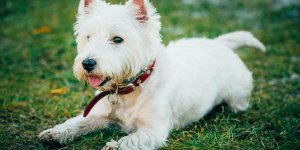 Pellicule du chien : 3 solutions a avoir sous la main