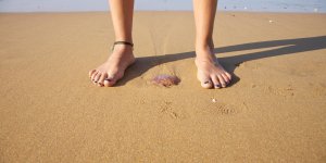 Morsure de balistes : reflexes a adopter en cas de blessure 