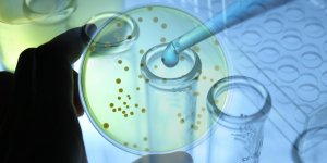 Infections a mycoplasmes : comment se transmet Ureaplasma urealyticum ?