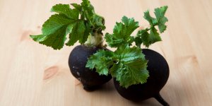 Jus de radis noir : un remede contre la constipation