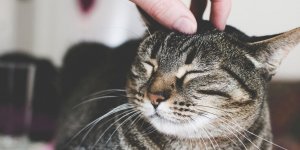 Quand et pourquoi faire piquer son chat ?