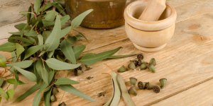 Comment utiliser l-eucalyptus contre le rhume ?