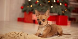 Noel : 4 fois plus d-empoisonnements au chocolat chez les chiens !