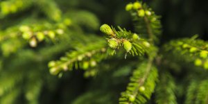 Sinusite : le bourgeon de pin comme remede naturel