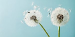 Allergies : le niveau d-alerte rouge vient d-etre atteint en France
