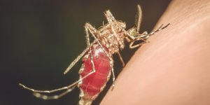 Moustiques : pourquoi certaines personnes se font-elles plus piquer ? 