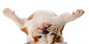 Papillomavirus : chez les chiens aussi !