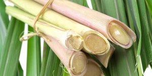 Les vertus de la citronnelle
