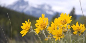 Arnica montana : comment utiliser son macerat huileux ?