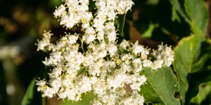 Sureau noir : un remede naturel contre la grippe