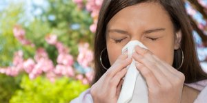 Remede naturel contre la grippe : une inhalation de niaouli