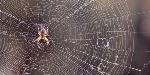 Morsure d-araignee : quand consulter ?