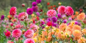Diabete : les petales des dahlias aideraient a reguler la glycemie