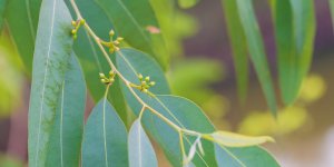 Contre le rhume : les inhalations d-eucalyptus