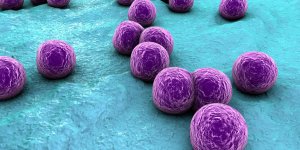 Infection : comment attrape-t-on un staphylocoque dore ?