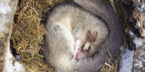 Les etres humains peuvent-ils aussi hiberner pour survivre au froid ?