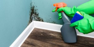Moisissures sur le mur : les dangers pour votre sante