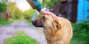 Parasite du chien : reconnaitre la gale