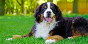 Un medicament capable de prolonger la duree de vie des chiens bientot commercialise