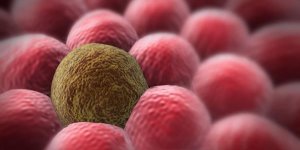 Des cellules de porcs reviennent a la vie pendant quelques heures