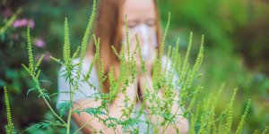 Ambroisie : 3 facons d’echapper aux allergies