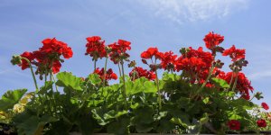 Conjonctivite de l-enfant : du geranium comme remede naturel