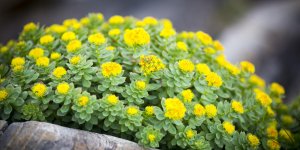 Stress : la rhodiole est la plante de la detente