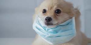 Coronavirus : il degagerait une odeur specifique, detectable par les chiens