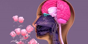 Coronavirus : les 3 profils les plus a risque de perdre l-odorat