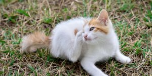 Piqure de tique chez le chat : est-ce un danger ?