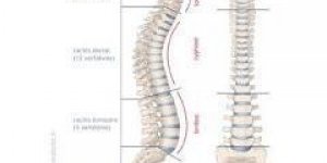 Comprendre lumbago et sciatique