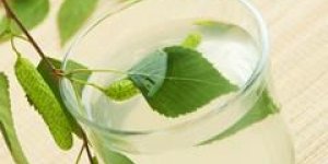 Bouleau : l’elixir miracle du printemps !