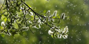 Rhume des foins : pourquoi consulter la carte des allergies ?