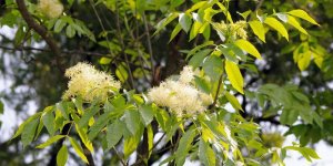 Tisane de frene : une boisson minceur pour maigrir rapidement ?