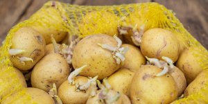 Est-ce vraiment sans risque de manger des pommes de terre germees ?