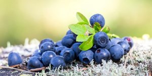 Cystite : la myrtille pour soigner une infection urinaire