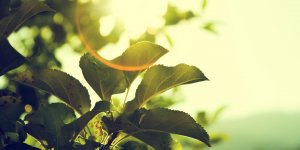 La vitamine D : roles et principaux bienfaits 