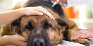 Diabete sucre chez le chien : symptomes, facteurs predisposants, diagnostic, traitements