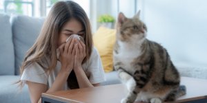 Allergie aux poils de chat : desensibilisation ou pas ? 