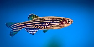 Arthrose : le poisson-zebre, un espoir de traitement contre la maladie ?