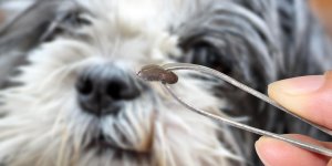 Chien mordu par une tique : peut-il nous transmettre la maladie de Lyme ?