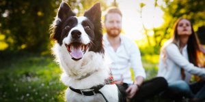Chien : non, sa race ne predit pas son caractere