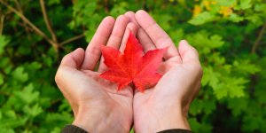 La feuille d’erable efficace pour retendre la peau ridee ? 