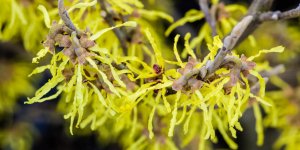 Hemorroides : l-hamamelis en homeopathie comme traitement