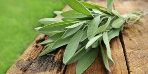 Secheresse vaginale : de la sauge comme traitement naturel