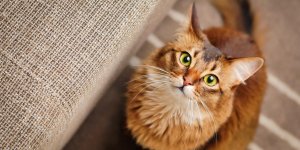 Les maladies de la thyroide chez le chat