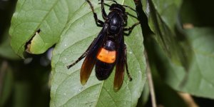 Piqure de frelon noir : que faire en cas d-allergie ?