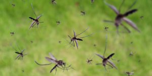 Moustiques : quelles odeurs les attirent vraiment ?